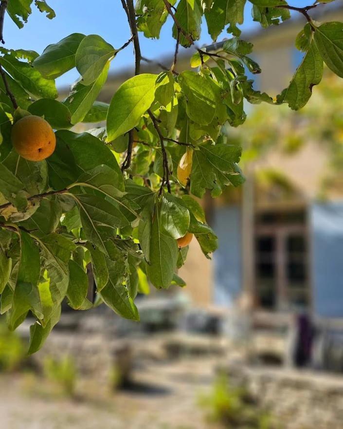 Mas La Vitalis Chambres D'Hotes LʼIsle-sur-la-Sorgue Esterno foto